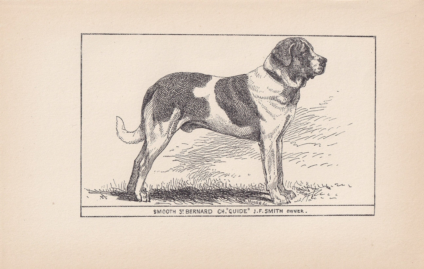 1900 SAINT BERNARD DOG Print - Original Antique Dog Print - R. H. Moore - Dog Wall Art - Dog Lover - Dog Gift - 8.6 x 5.6 Inches