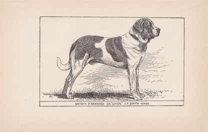 1900 SAINT BERNARD DOG Print - Original Antique Dog Print - R. H. Moore - Dog Wall Art - Dog Lover - Dog Gift - 8.6 x 5.6 Inches
