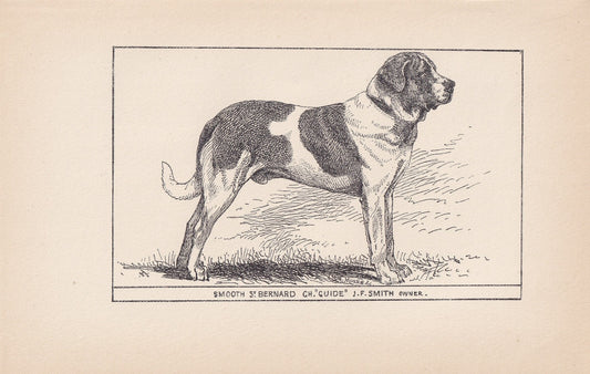 1900 SAINT BERNARD DOG Print - Original Antique Dog Print - R. H. Moore - Dog Wall Art - Dog Lover - Dog Gift - 8.6 x 5.6 Inches