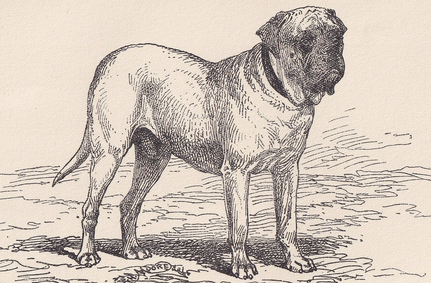 1900 MASTIFF DOG Print - Original Antique Dog Print - R. H. Moore - Dog Wall Art - Dog Lover - Dog Gift - 8.6 x 5.6 Inches