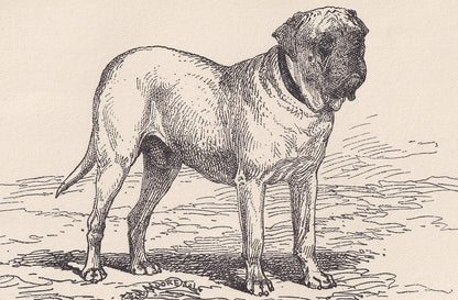 1900 MASTIFF DOG Print - Original Antique Dog Print - R. H. Moore - Dog Wall Art - Dog Lover - Dog Gift - 8.6 x 5.6 Inches