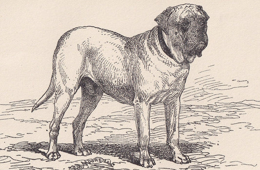 1900 MASTIFF DOG Print - Original Antique Dog Print - R. H. Moore - Dog Wall Art - Dog Lover - Dog Gift - 8.6 x 5.6 Inches