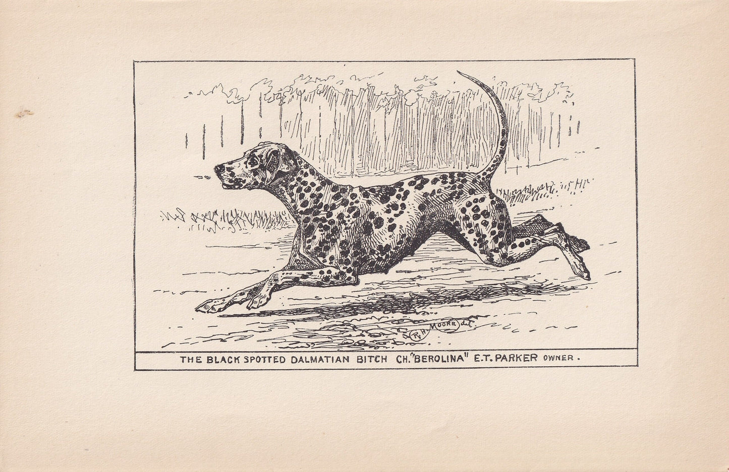 1900 DALMATIAN DOG Print - Original Antique Dog Print - R. H. Moore - Dog Wall Art - Dog Lover - Dog Gift - 8.6 x 5.6 Inches