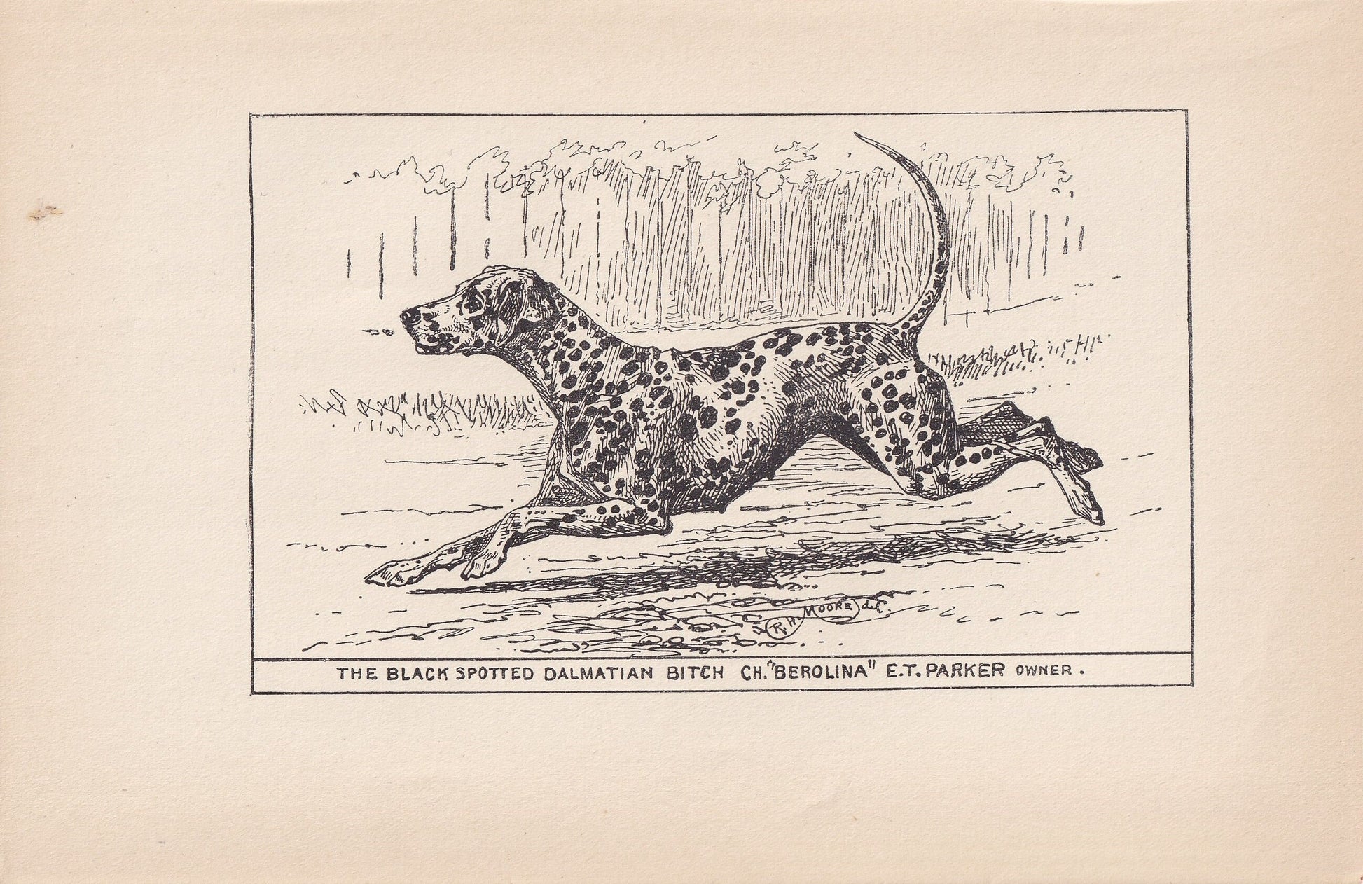 1900 DALMATIAN DOG Print - Original Antique Dog Print - R. H. Moore - Dog Wall Art - Dog Lover - Dog Gift - 8.6 x 5.6 Inches