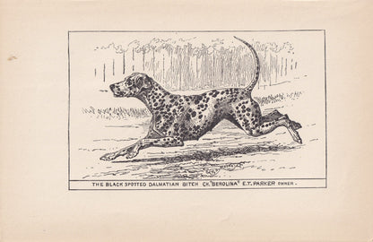 1900 DALMATIAN DOG Print - Original Antique Dog Print - R. H. Moore - Dog Wall Art - Dog Lover - Dog Gift - 8.6 x 5.6 Inches