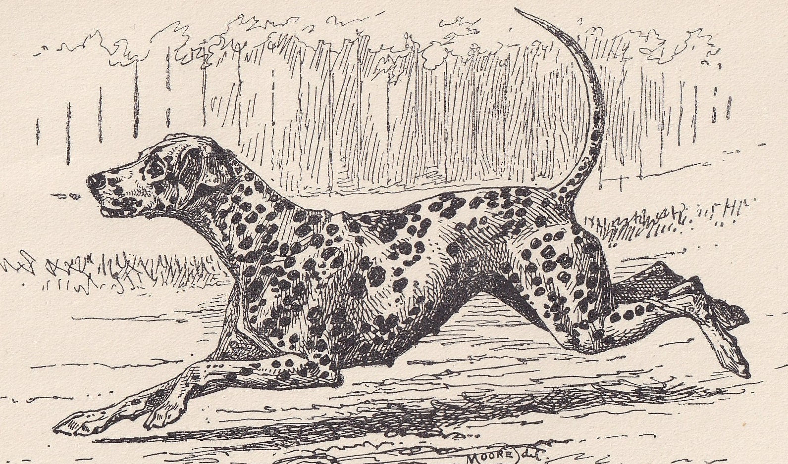 1900 DALMATIAN DOG Print - Original Antique Dog Print - R. H. Moore - Dog Wall Art - Dog Lover - Dog Gift - 8.6 x 5.6 Inches