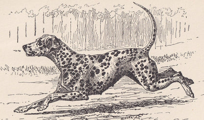 1900 DALMATIAN DOG Print - Original Antique Dog Print - R. H. Moore - Dog Wall Art - Dog Lover - Dog Gift - 8.6 x 5.6 Inches