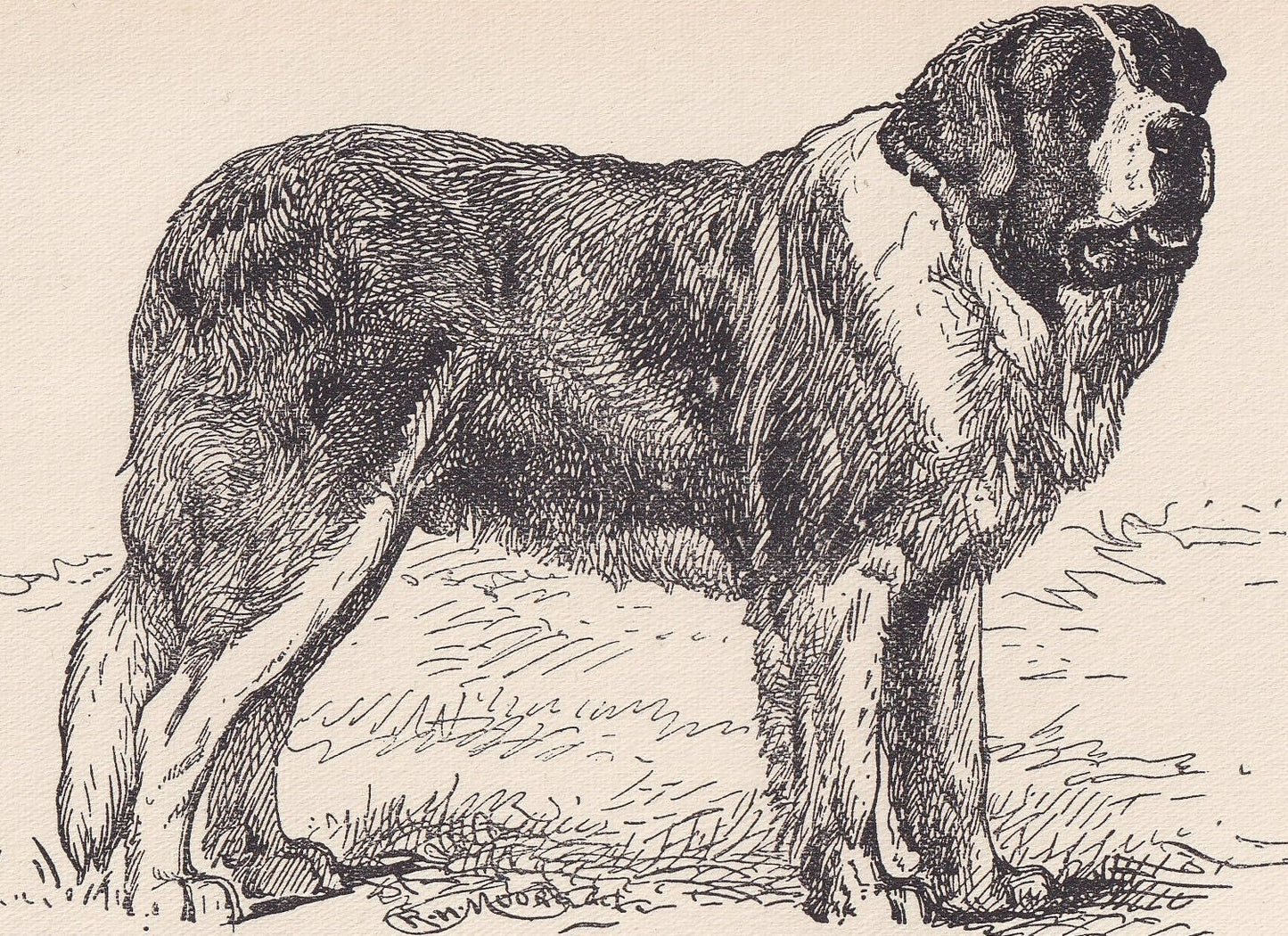 1900 SAINT BERNARD DOG Print - Original Antique Dog Print - R. H. Moore - Dog Wall Art - Dog Lover - Dog Gift - 8.6 x 5.6 Inches