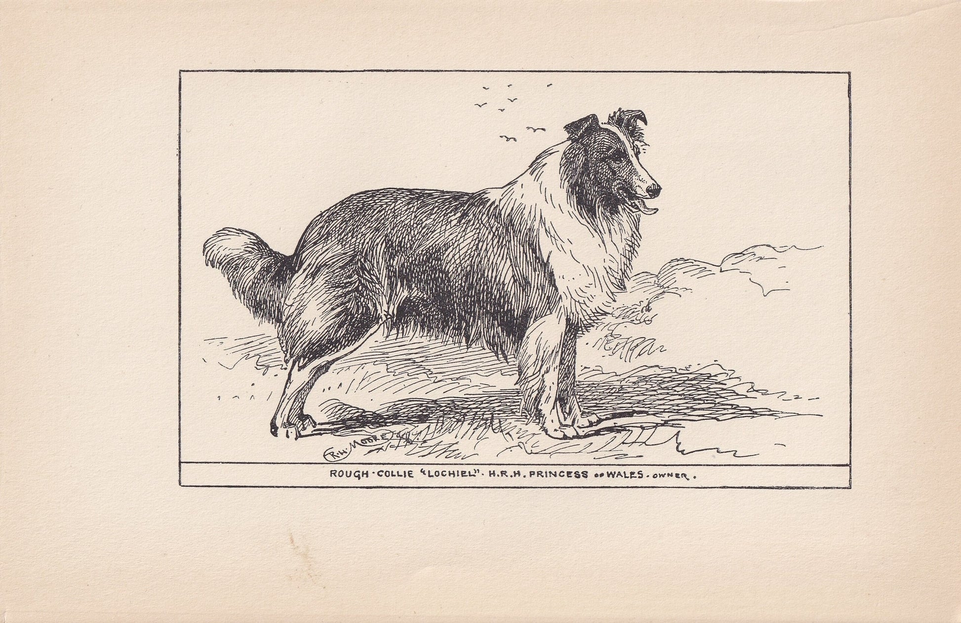 1900 ROUGH COLLIE DOG Print - Original Antique Dog Print - R. H. Moore - Dog Wall Art - Dog Lover - Dog Gift - 8.6 x 5.6 Inch
