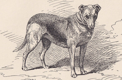 1900 SMOOTH COLLIE DOG Print - Original Antique Dog Print - R. H. Moore - Dog Wall Art - Dog Lover - Dog Gift - 8.6 x 5.6 Inches