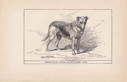 1900 SMOOTH COLLIE DOG Print - Original Antique Dog Print - R. H. Moore - Dog Wall Art - Dog Lover - Dog Gift - 8.6 x 5.6 Inches