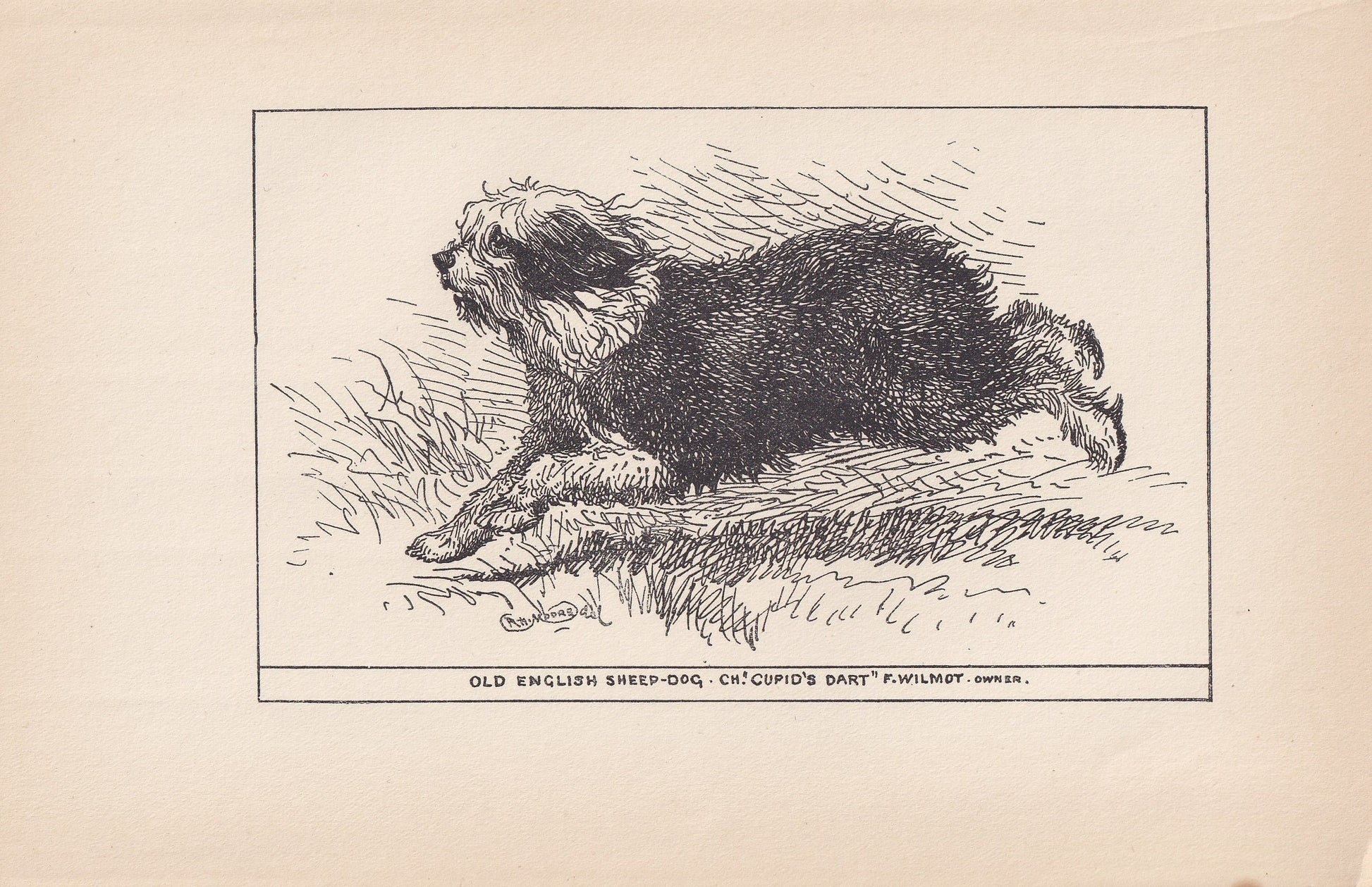 1900 OLD ENGLISH SHEEPDOG Print - Original Antique Dog Print - R. H. Moore - Dog Wall Art - Dog Lover - Dog Gift - 8.6 x 5.6 Inches