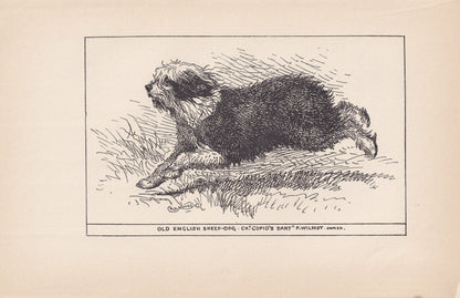 1900 OLD ENGLISH SHEEPDOG Print - Original Antique Dog Print - R. H. Moore - Dog Wall Art - Dog Lover - Dog Gift - 8.6 x 5.6 Inches