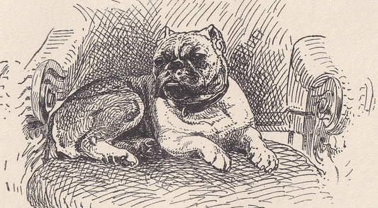 1900 BULLDOG Print - Original Antique Dog Print - R. H. Moore - Dog Wall Art - Dog Lover - Dog Gift - 8.6 x 5.6 Inches