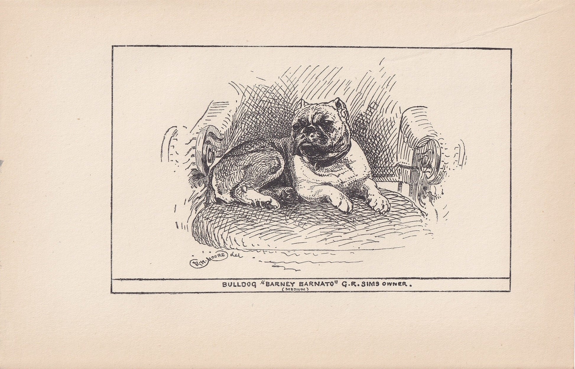 1900 BULLDOG Print - Original Antique Dog Print - R. H. Moore - Dog Wall Art - Dog Lover - Dog Gift - 8.6 x 5.6 Inches
