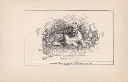 1900 BULLDOG Print - Original Antique Dog Print - R. H. Moore - Dog Wall Art - Dog Lover - Dog Gift - 8.6 x 5.6 Inches