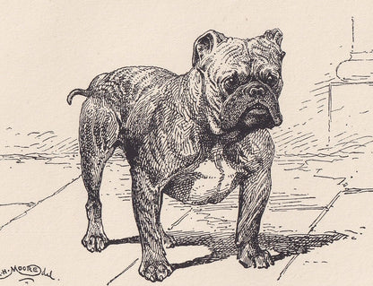 1900 BULLDOG Print - Original Antique Dog Print - R. H. Moore - Dog Wall Art - Dog Lover - Dog Gift - 8.6 x 5.6 Inches