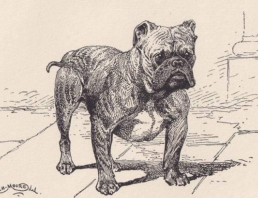 1900 BULLDOG Print - Original Antique Dog Print - R. H. Moore - Dog Wall Art - Dog Lover - Dog Gift - 8.6 x 5.6 Inches