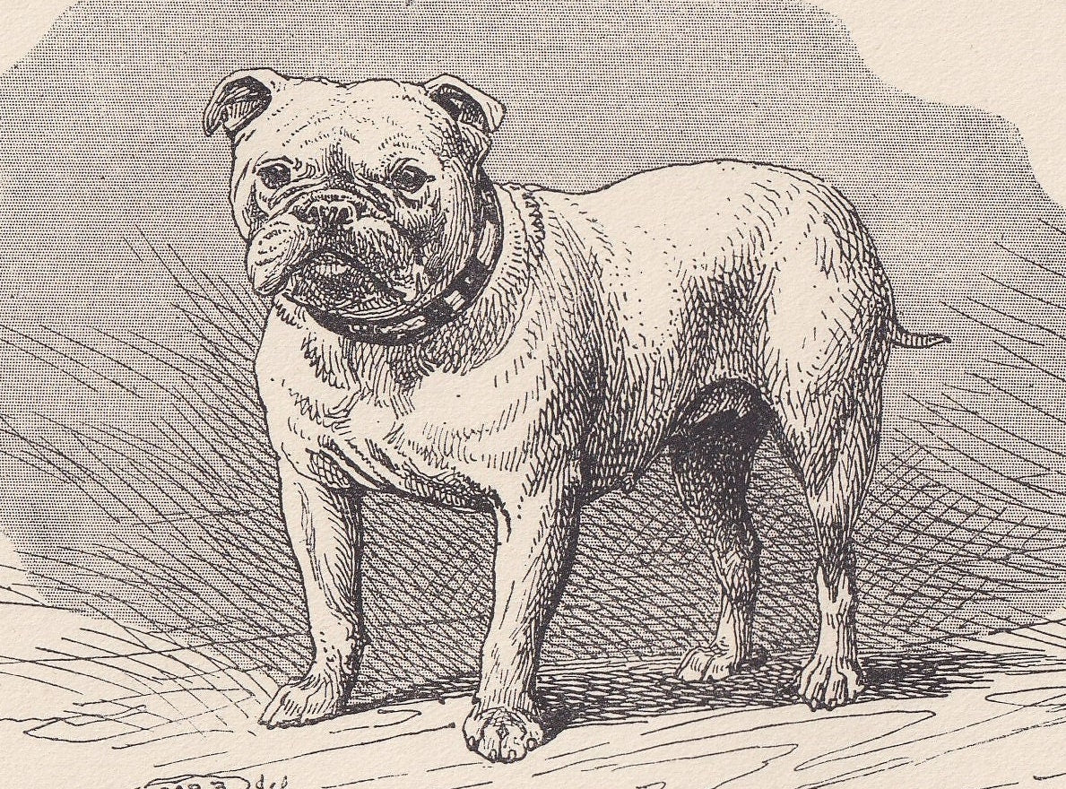 1900 BULLDOG Print - Original Antique Dog Print - R. H. Moore - Dog Wall Art - Dog Lover - Dog Gift - 8.6 x 5.6 Inches