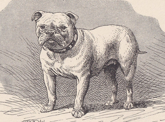 1900 BULLDOG Print - Original Antique Dog Print - R. H. Moore - Dog Wall Art - Dog Lover - Dog Gift - 8.6 x 5.6 Inches