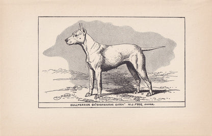 1900 BULL TERRIER DOG Print - Original Antique Dog Print - R. H. Moore - Dog Wall Art - Dog Lover - Dog Gift - 8.6 x 5.6 Inches