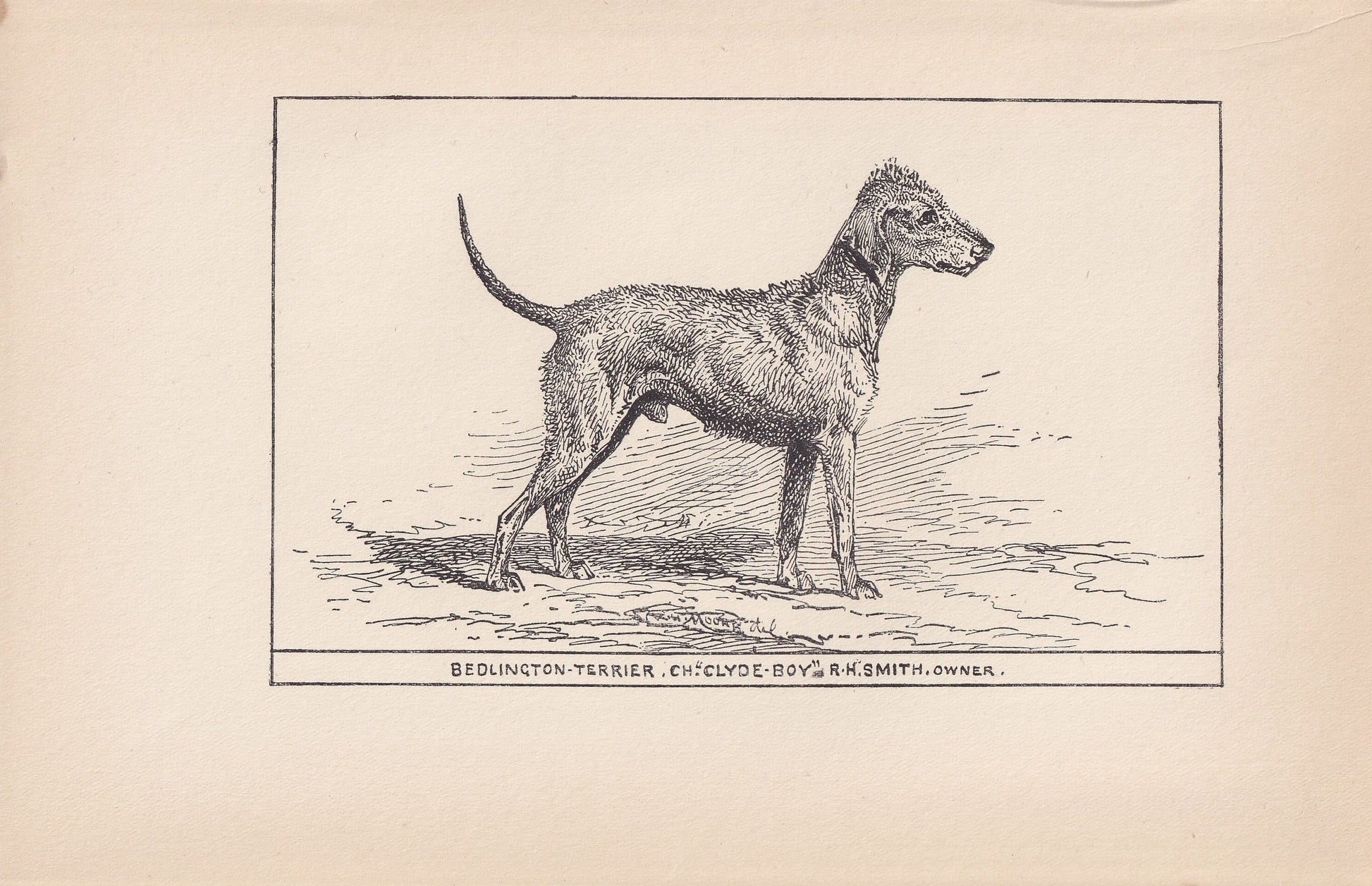1900 BEDLINGTON TERRIER DOG Print - Original Antique Dog Print - R. H. Moore - Dog Wall Art - Dog Lover - Dog Gift - 8.6 x 5.6 Inches