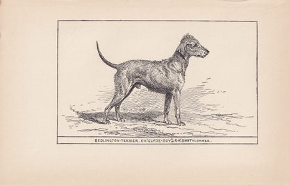 1900 BEDLINGTON TERRIER DOG Print - Original Antique Dog Print - R. H. Moore - Dog Wall Art - Dog Lover - Dog Gift - 8.6 x 5.6 Inches
