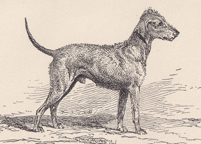 1900 BEDLINGTON TERRIER DOG Print - Original Antique Dog Print - R. H. Moore - Dog Wall Art - Dog Lover - Dog Gift - 8.6 x 5.6 Inches