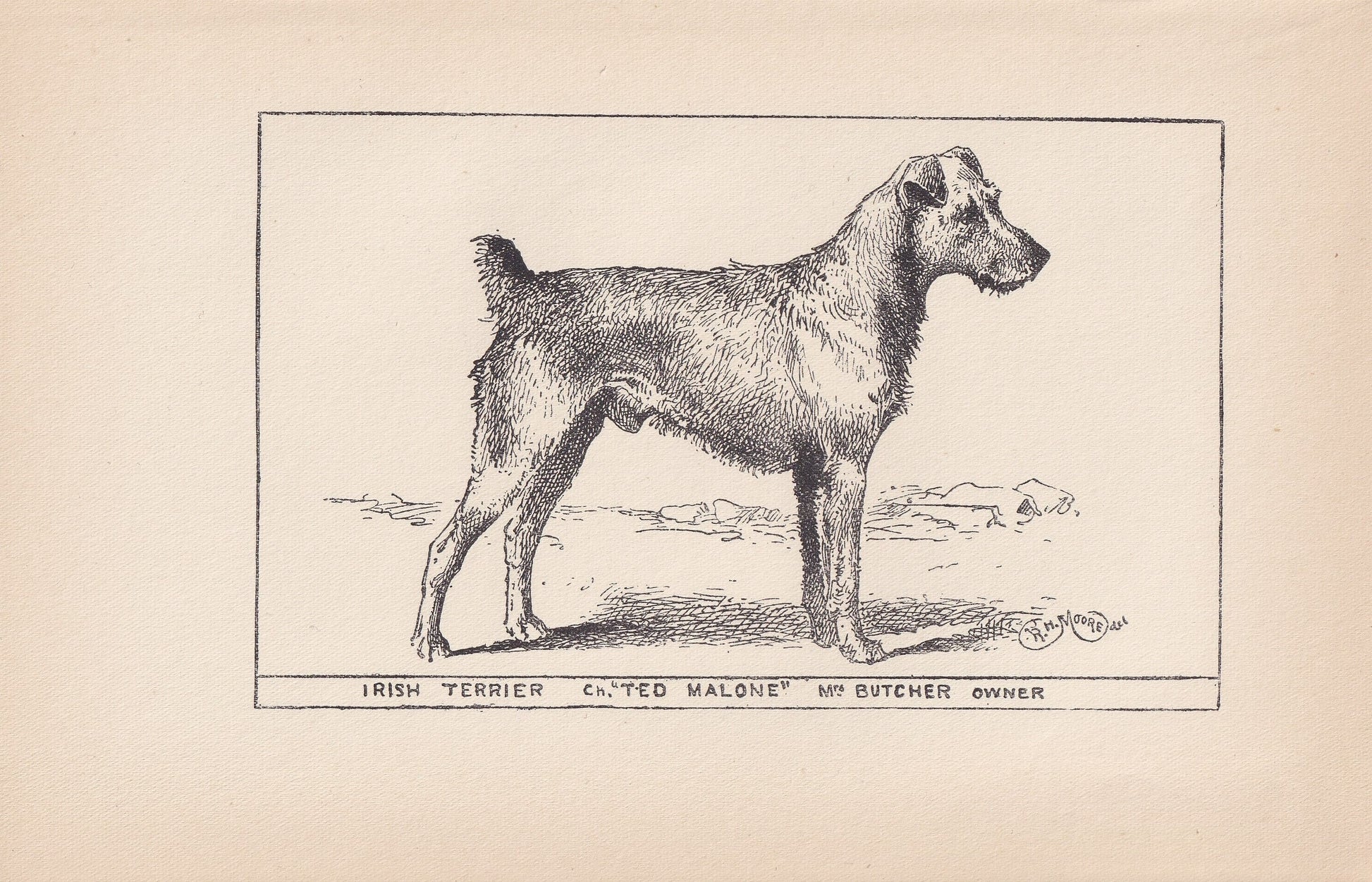 1900 IRISH TERRIER DOG Print - Original Antique Dog Print - R. H. Moore - Dog Wall Art - Dog Lover - Dog Gift - 8.6 x 5.6 Inches