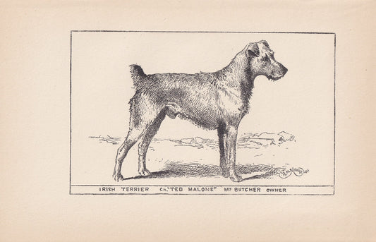 1900 IRISH TERRIER DOG Print - Original Antique Dog Print - R. H. Moore - Dog Wall Art - Dog Lover - Dog Gift - 8.6 x 5.6 Inches