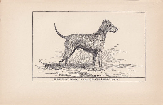 1900 BEDLINGTON TERRIER DOG Print - Original Antique Dog Print - R. H. Moore - Dog Wall Art - Dog Lover - Dog Gift - 8.6 x 5.6 Inches
