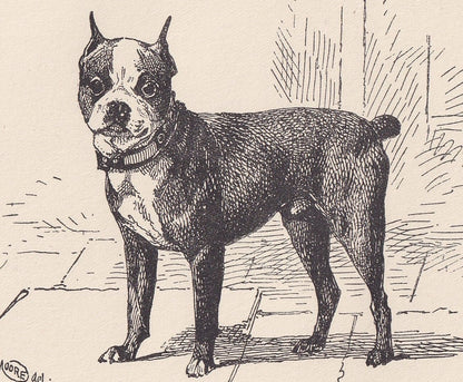1900 BOSTON TERRIER DOG Print - Original Antique Dog Print - R. H. Moore - Dog Wall Art - Dog Lover - Dog Gift - 8.6 x 5.6 In