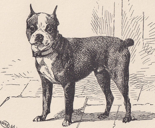 1900 BOSTON TERRIER DOG Print - Original Antique Dog Print - R. H. Moore - Dog Wall Art - Dog Lover - Dog Gift - 8.6 x 5.6 In