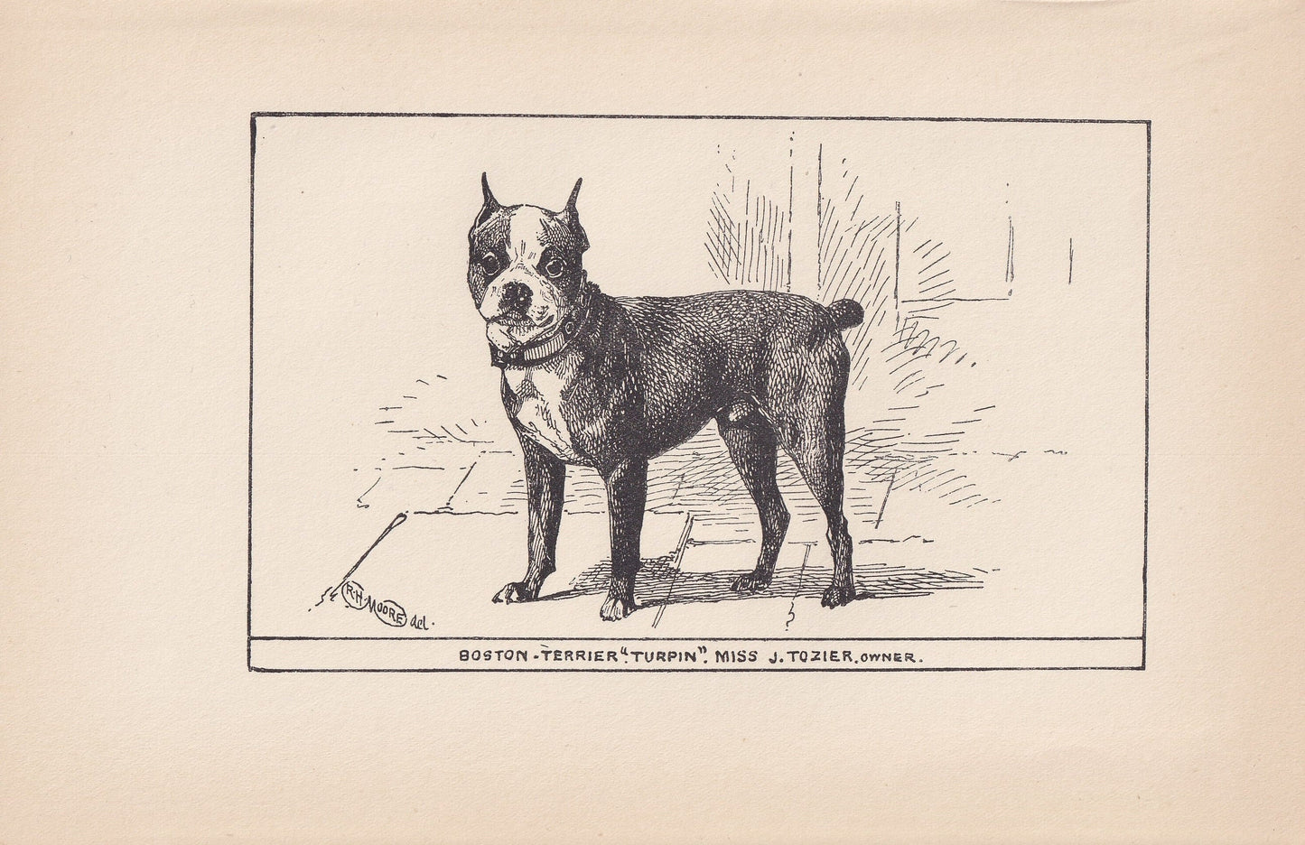 1900 BOSTON TERRIER DOG Print - Original Antique Dog Print - R. H. Moore - Dog Wall Art - Dog Lover - Dog Gift - 8.6 x 5.6 In