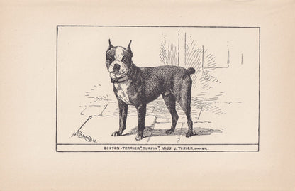 1900 BOSTON TERRIER DOG Print - Original Antique Dog Print - R. H. Moore - Dog Wall Art - Dog Lover - Dog Gift - 8.6 x 5.6 In