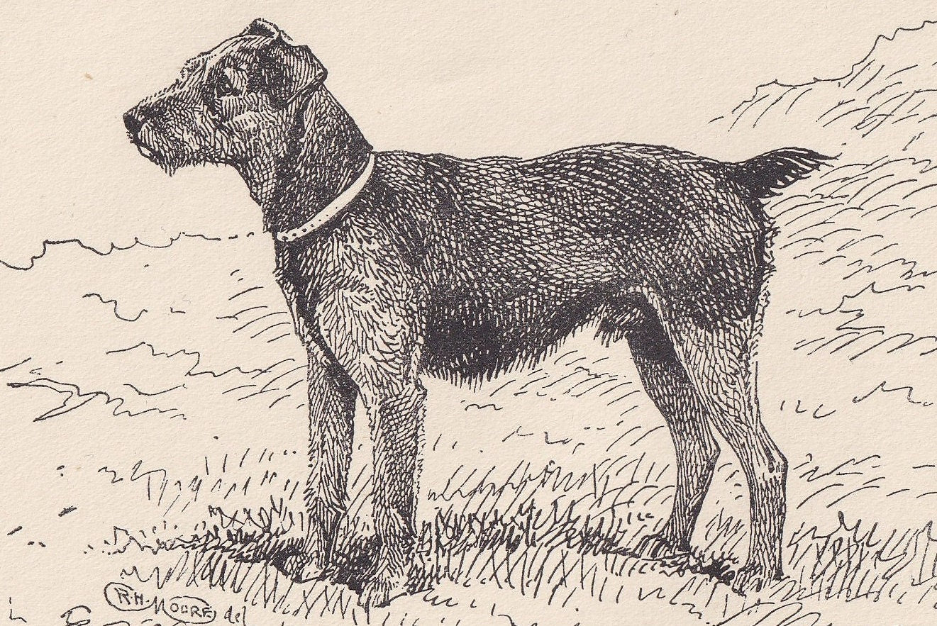 1900 WELSH TERRIER DOG Print - Original Antique Dog Print - R. H. Moore - Dog Wall Art - Dog Lover - Dog Gift - 8.6 x 5.6 Inches