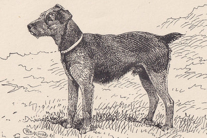 1900 WELSH TERRIER DOG Print - Original Antique Dog Print - R. H. Moore - Dog Wall Art - Dog Lover - Dog Gift - 8.6 x 5.6 Inches
