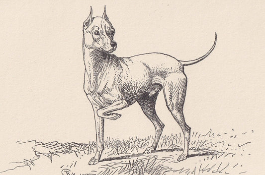 1900 WHITE ENGLISH TERRIER Print - Original Antique Dog Print - R. H. Moore - Dog Wall Art - Dog Lover - Dog Gift - 8.6 x 5.6