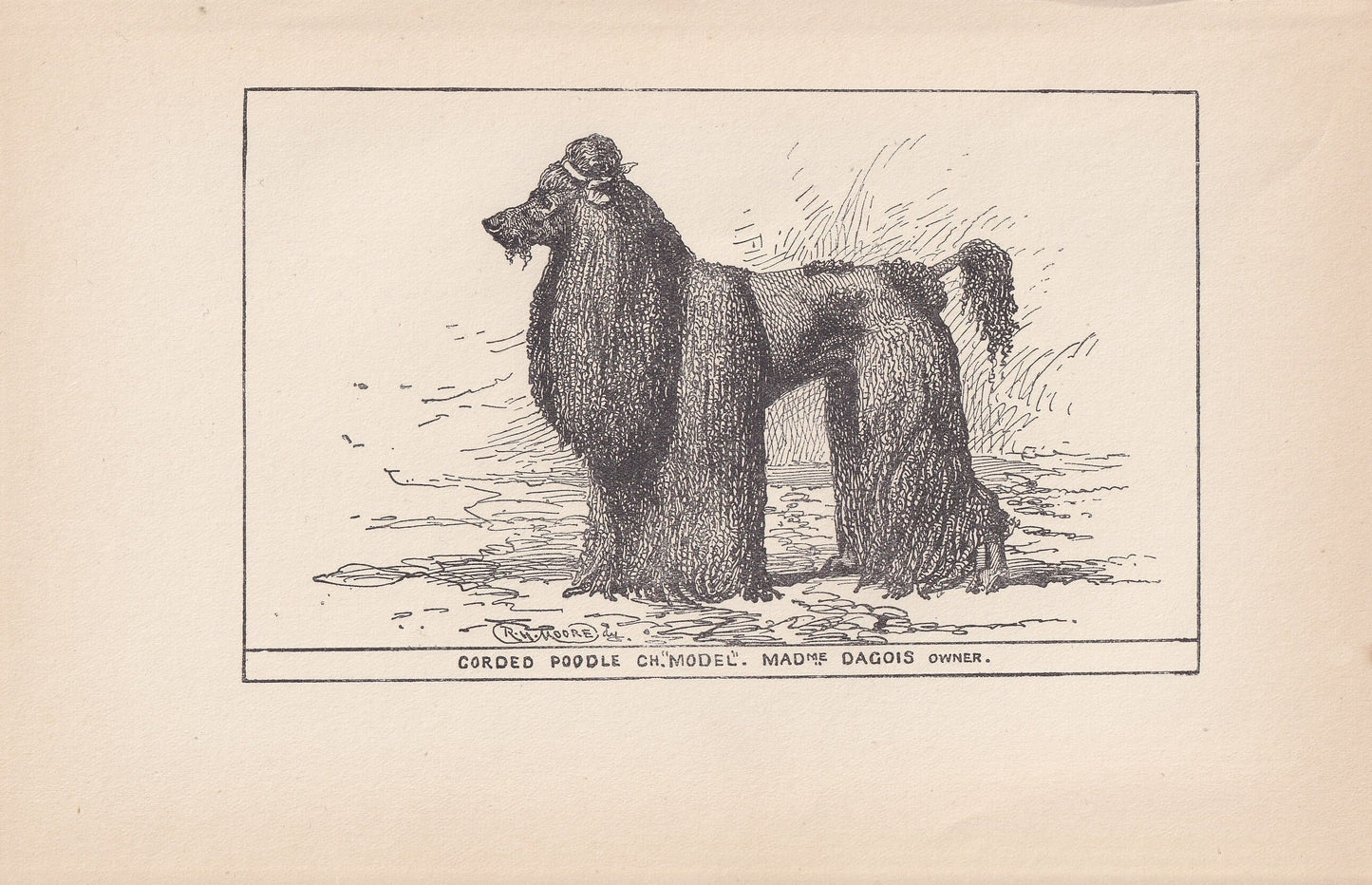 1900 CORDED POODLE DOG Print - Original Antique Dog Print - R. H. Moore - Dog Wall Art - Dog Lover - Dog Gift - 8.6 x 5.6 Inc