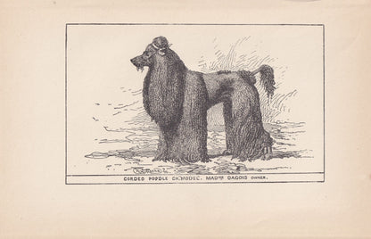 1900 CORDED POODLE DOG Print - Original Antique Dog Print - R. H. Moore - Dog Wall Art - Dog Lover - Dog Gift - 8.6 x 5.6 Inc