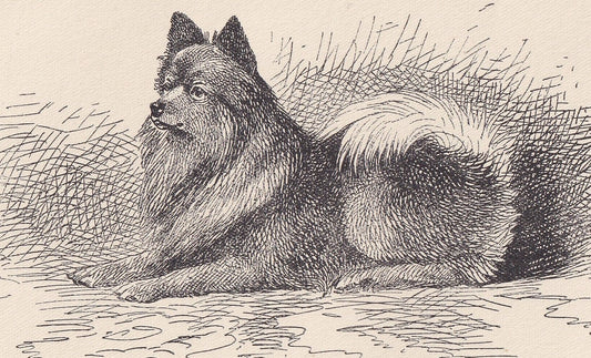 1900 POMERANIAN DOG Print - Original Antique Dog Print - R. H. Moore - Dog Wall Art - Dog Lover - Dog Gift - 8.6 x 5.6 Inches