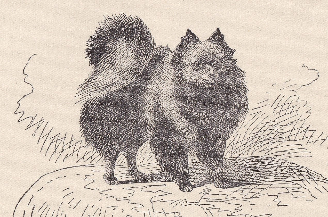 1900 SMALL POMERANIAN DOG Print - Original Antique Dog Print - R. H. Moore - Dog Wall Art - Dog Lover - Dog Gift - 8.6 x 5.6 