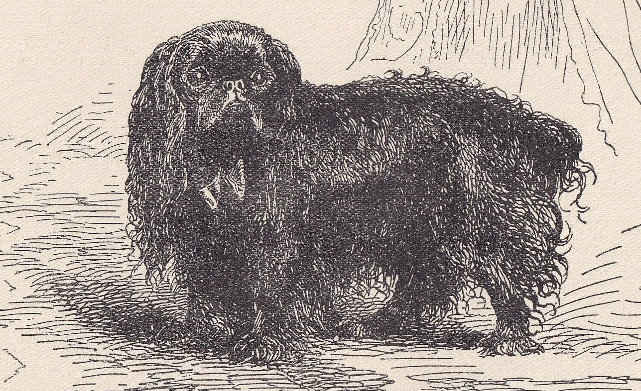 1900 WHITE POMERANIAN DOG Print - Original Antique Dog Print - R. H. Moore - Dog Wall Art - Dog Lover - Dog Gift - 8.6 x 5.6 