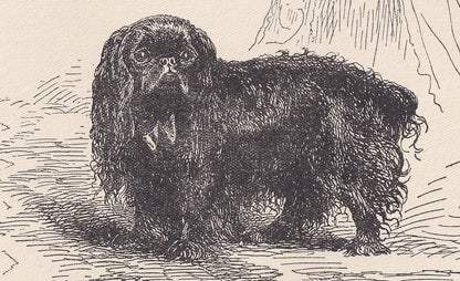 1900 WHITE POMERANIAN DOG Print - Original Antique Dog Print - R. H. Moore - Dog Wall Art - Dog Lover - Dog Gift - 8.6 x 5.6 