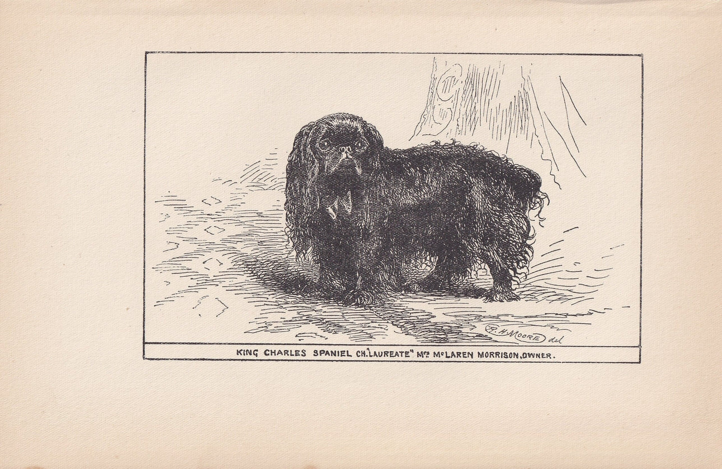 1900 WHITE POMERANIAN DOG Print - Original Antique Dog Print - R. H. Moore - Dog Wall Art - Dog Lover - Dog Gift - 8.6 x 5.6 