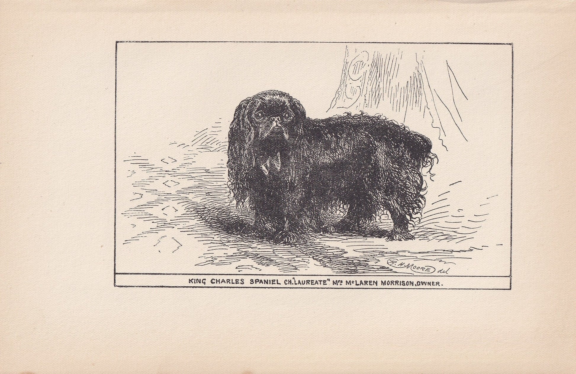 1900 WHITE POMERANIAN DOG Print - Original Antique Dog Print - R. H. Moore - Dog Wall Art - Dog Lover - Dog Gift - 8.6 x 5.6 