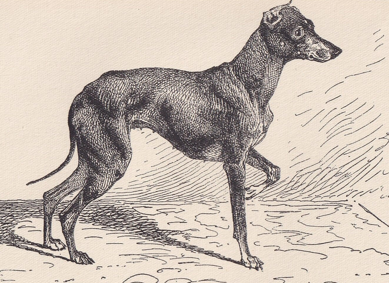 1900 TOY TERRIER DOG Print - Original Antique Dog Print - R. H. Moore - Dog Wall Art - Dog Lover - Dog Gift - 8.6 x 5.6 Inches