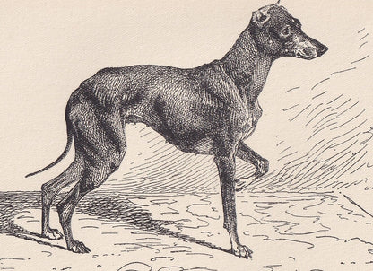 1900 TOY TERRIER DOG Print - Original Antique Dog Print - R. H. Moore - Dog Wall Art - Dog Lover - Dog Gift - 8.6 x 5.6 Inches