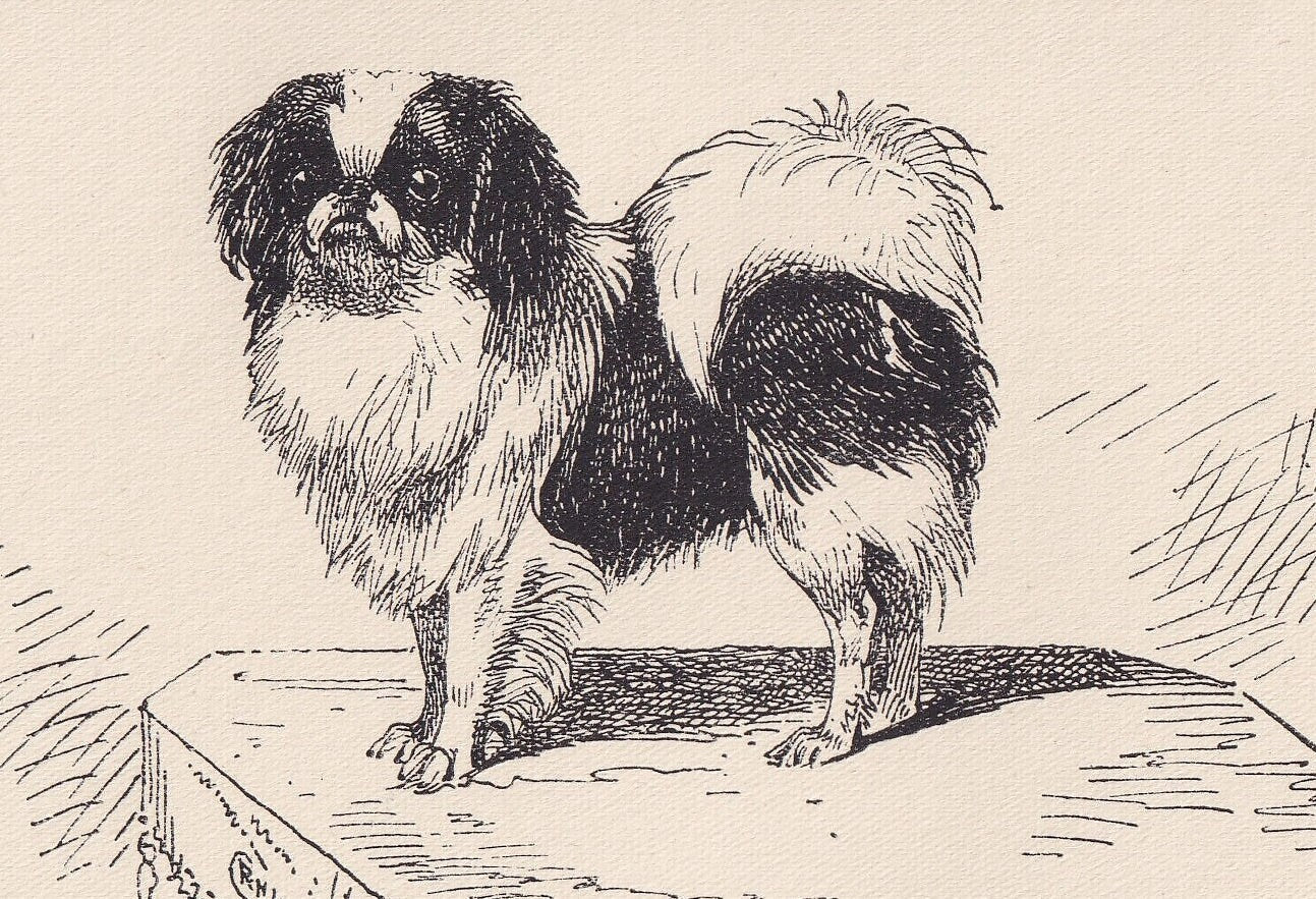 1900 JAPANESE SPANIEL DOG Print - Original Antique Dog Print - R. H. Moore - Dog Wall Art - Dog Lover - Dog Gift - 8.6 x 5.6 