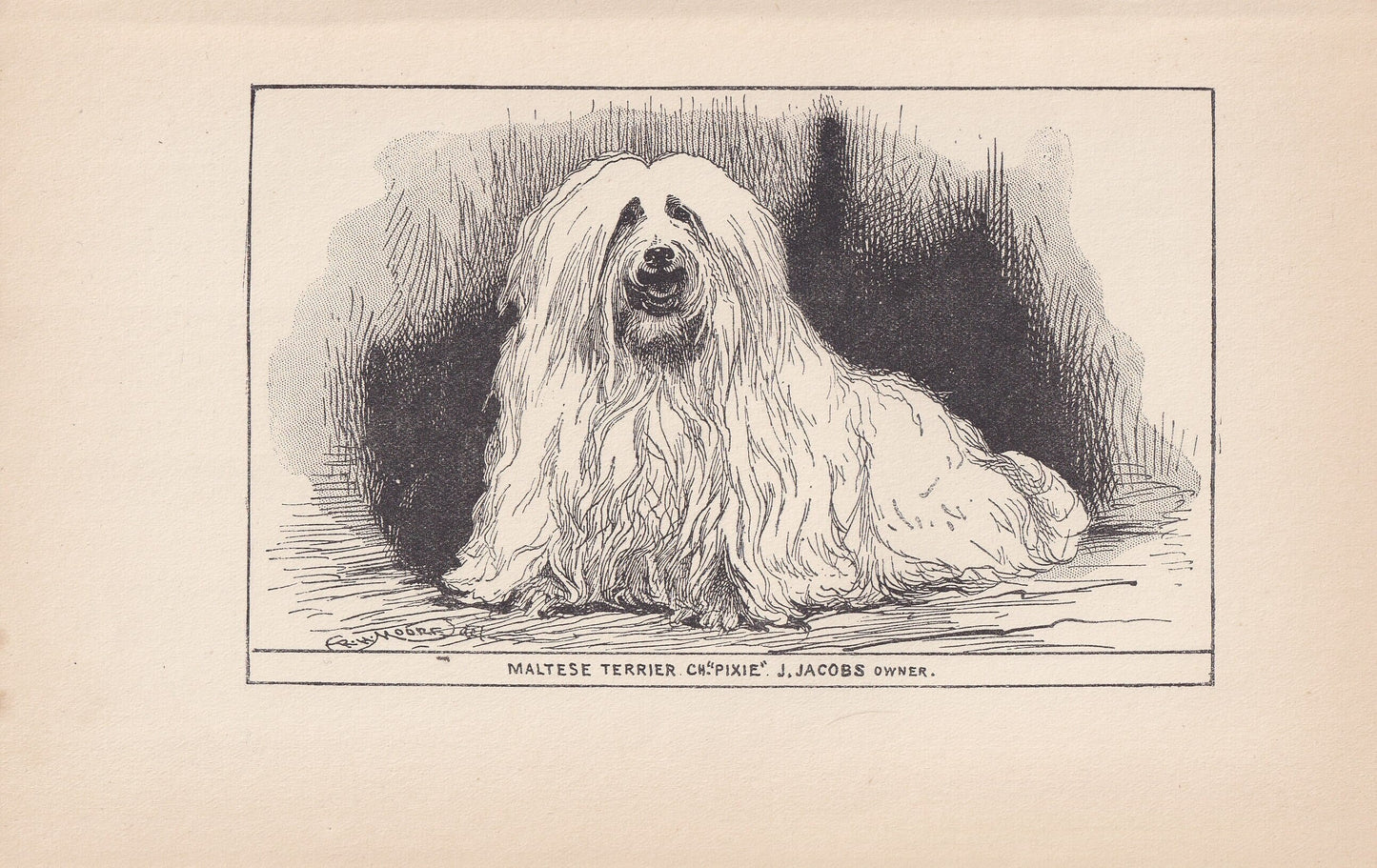 1900 MALTESE DOG Print - Original Antique Dog Print - R. H. Moore - Dog Wall Art - Dog Lover - Dog Gift - 8.6 x 5.6 Inches